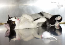 Darujeme nalezené kotě