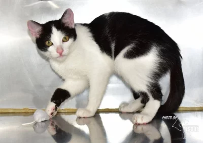 Darujeme nalezené kotě