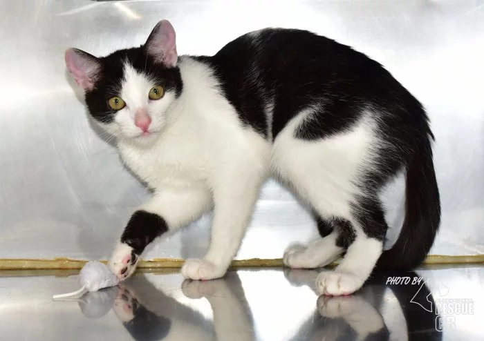 Darujeme nalezené kotě