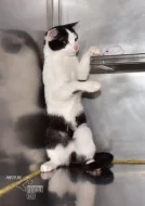 Darujeme nalezené kotě