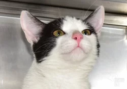 Darujeme nalezené kotě