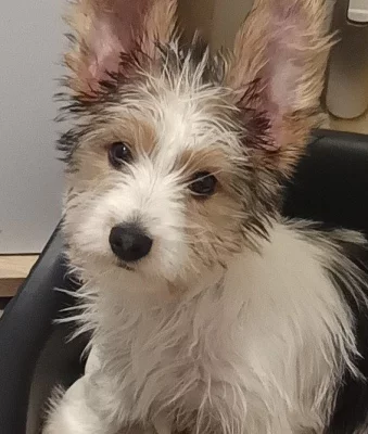 Biwer jorkšír štěně kluk 2,5 měsíce