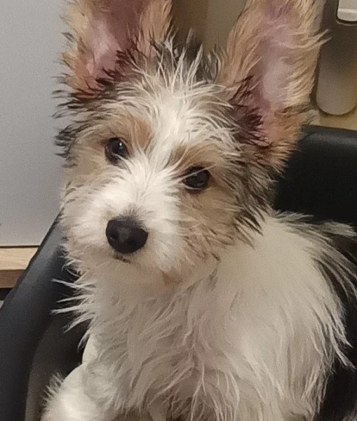 Biwer jorkšír štěně kluk 2,5 měsíce