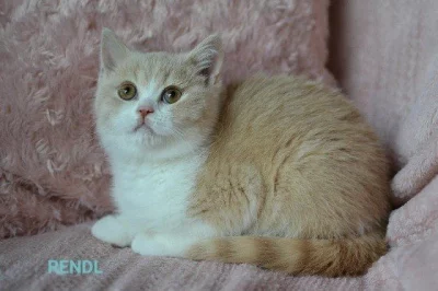 Britský kocourek s PP