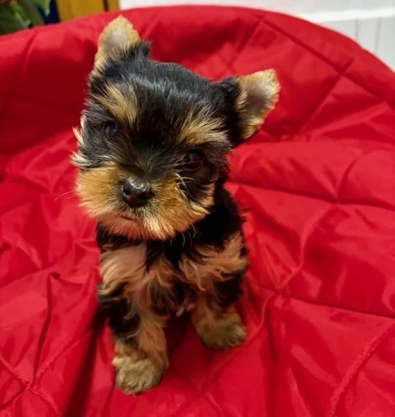 Jorkšírek štěně fenka s PP FCI