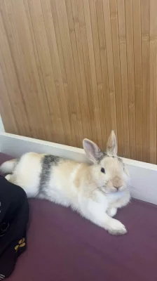Zakrslý králíček - daruji