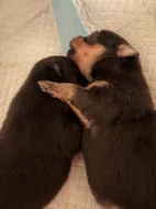 Prodám štěňata Pomchi