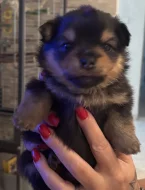 Prodám štěňata Pomchi