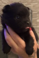 Prodám štěňata Pomchi