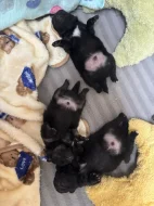 Prodám štěňata Pomchi