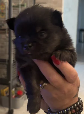 Prodám štěňata Pomchi