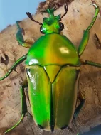 Nabídka larev na Faunatrhy Ostrava 14.12.2025