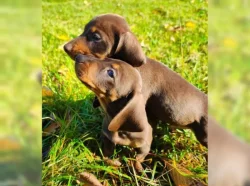 Jezevčík hladkosrstý trpasličí na prodej