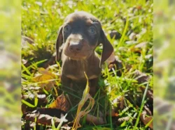 Jezevčík hladkosrstý trpasličí na prodej