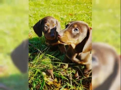 Jezevčík hladkosrstý trpasličí na prodej