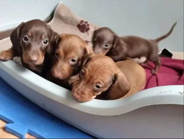 Jezevčík hladkosrstý trpasličí na prodej