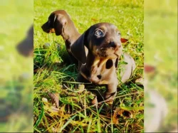 Jezevčík hladkosrstý trpasličí na prodej