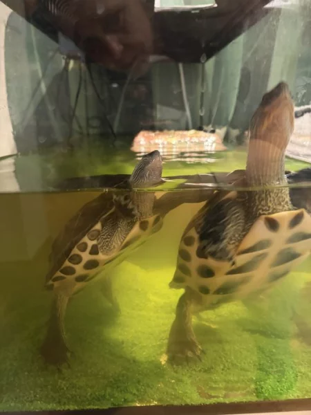 Daruji 2 vodní želvy