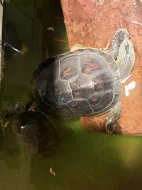 Daruji 2 vodní želvy