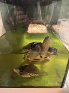 Daruji 2 vodní želvy