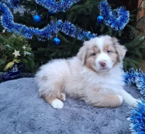 Australský ovčák s PP