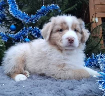 Australský ovčák s PP