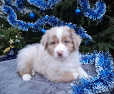 Australský ovčák s PP