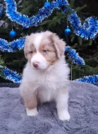 Australský ovčák s PP