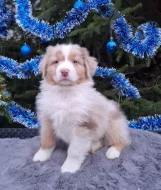 Australský ovčák s PP