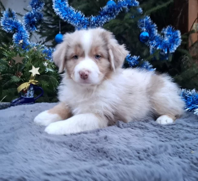 Australský ovčák s PP