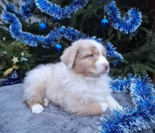 Australský ovčák s PP