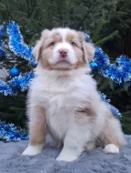 Australský ovčák s PP