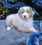 Australský ovčák s PP