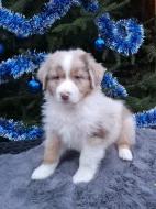 Australský ovčák s PP