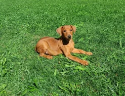 Německý pinč-štěňata s PP