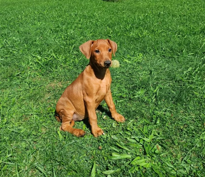 Německý pinč-štěňata s PP