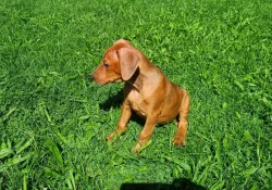 Německý pinč-štěňata s PP