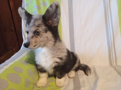 Welsh Corgi-fenečka