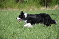 Border kolie - krycí pes