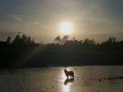 Border kolie - krycí pes