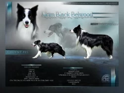 Border kolie - krycí pes