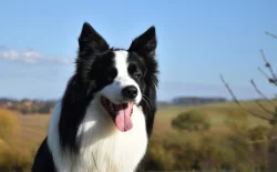 Border kolie - krycí pes