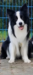 Border kolie - krycí pes