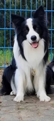 Border kolie - krycí pes