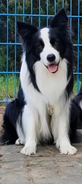 Border kolie - krycí pes