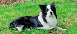 Border kolie - krycí pes