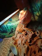 Prodám agamu s teráriem