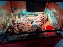 Prodám agamu s teráriem