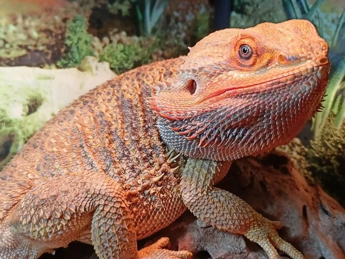 Prodám agamu s teráriem