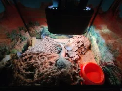 Prodám agamu s teráriem